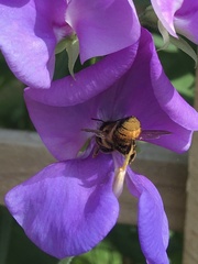 Megachile
