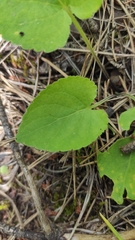 Viola collina