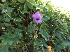 Ipomoea