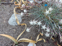 Dianthus crinitus crinitus