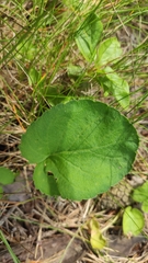 Viola collina