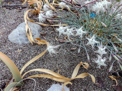 Dianthus crinitus crinitus