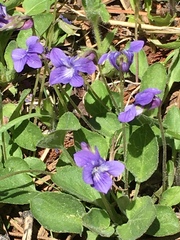 Viola adunca adunca
