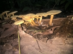 Fungi
