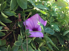 Ipomoea