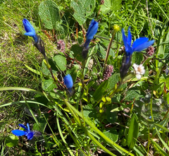 Gentiana bavarica