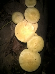 Fungi
