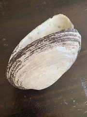 Unionoidea