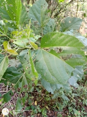 Heliocarpus appendiculatus