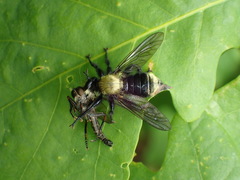 Laphria divisor