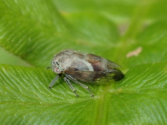 Ophiderma