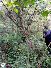 Heliocarpus appendiculatus