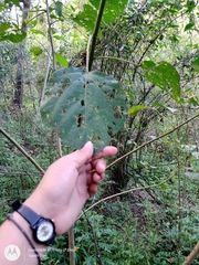 Heliocarpus appendiculatus