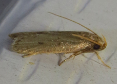 Autosticha kyotensis