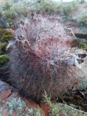 Parodia scopa