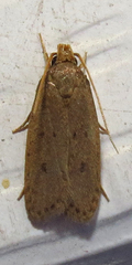 Autosticha kyotensis