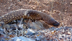 Heloderma horridum