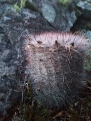 Parodia scopa