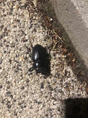 Lucanus cervus