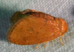 Heterogenea shurtleffi