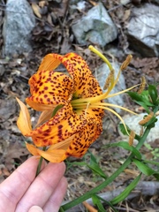 Lilium humboldtii