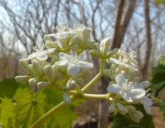 Cnidoscolus aconitifolius