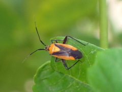 Taedia