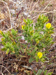 Ononis pubescens