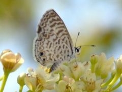 Leptotes cassius cassidula