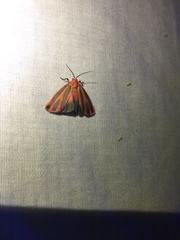 Hypoprepia miniata