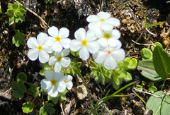 Androsace chamaejasme