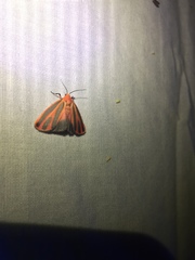 Hypoprepia miniata