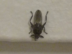 Pseudolynchia canariensis