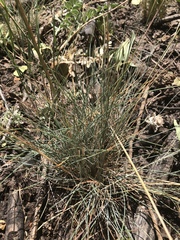 Festuca idahoensis