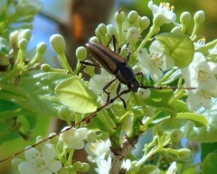 Sphaenothecus maccartyi