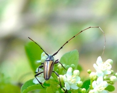 Sphaenothecus maccartyi