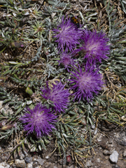 Jurinea humilis