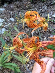 Lilium humboldtii
