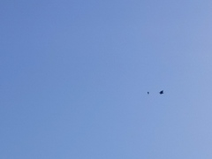 Haliaeetus albicilla