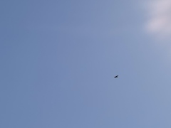 Haliaeetus albicilla