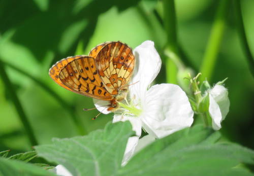 Relict Fritillary