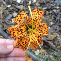 Lilium humboldtii