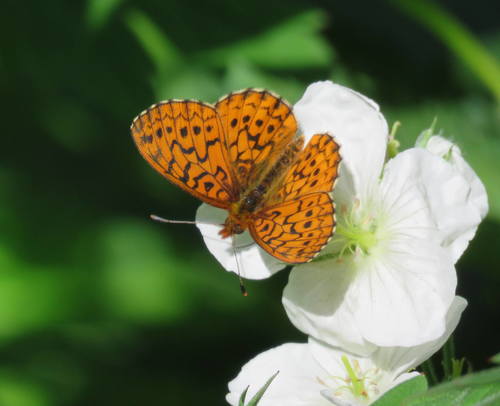 Relict Fritillary