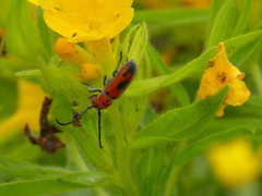 Tetraopes melanurus