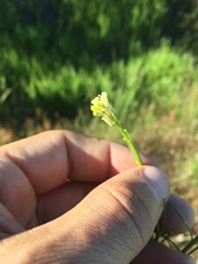 Turritis glabra