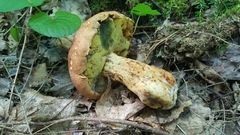 Butyriboletus brunneus