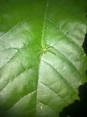Lyssomanes