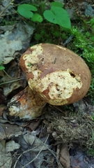 Butyriboletus brunneus