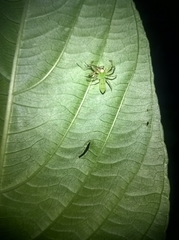 Lyssomanes