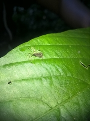 Lyssomanes